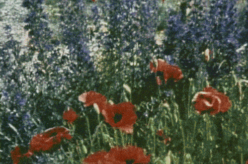 Poppy
